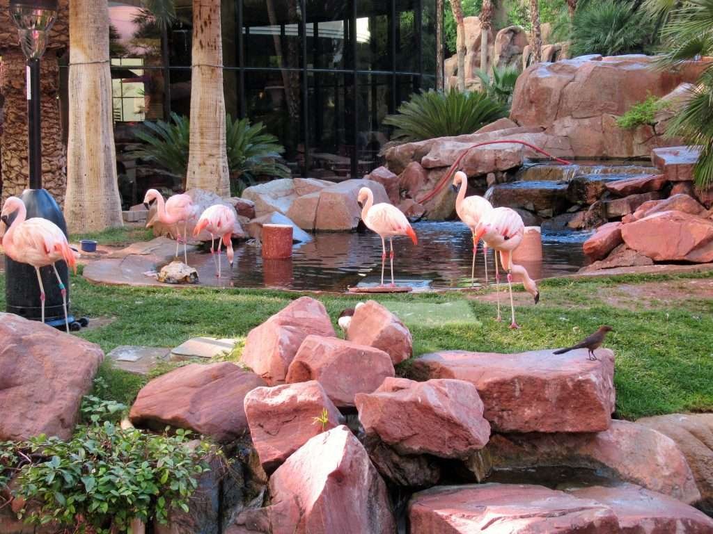 Get in touch with nature at the Flamingo Wildlife Habitat in Las Vegas.